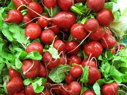 Red Radish vegetables on a farm