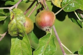 young ripening apples