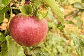 Red Apple on Tree Green branch