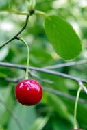 cherry on a green tree