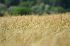 barley cereal field