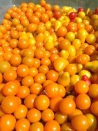 orange Tomatoes crop