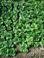 new lettuce plants on garden bed