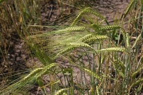 Harvest Wheat