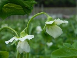 Flower Pea Field