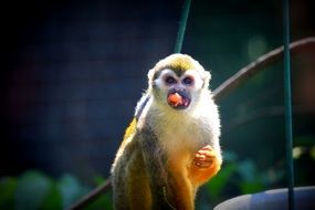 eating Monkey in Zoo