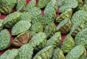 green lotus harvest