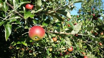 red Apples among green Leaves on tree