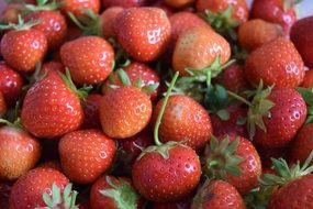 sweet strawberry is a sign of summer