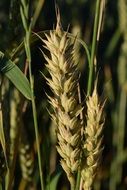 young Grain Sunny closeup