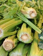 stack of fresh stalked celery