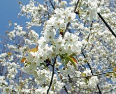 Cherry Flowers White