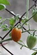 Green and red tomatoes in a garden