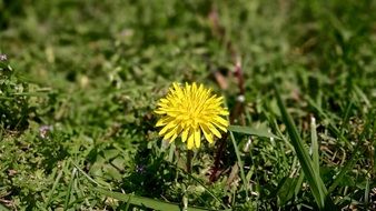 Yellow Dandelion grass