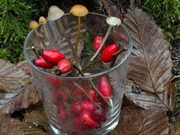 mushrooms and rosehips in a glass