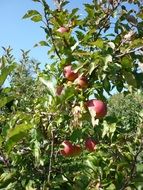 Apple in the Orchard