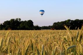 balloon over a field of wheat