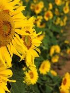 blossom of sunflower