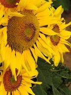 wallpaper with yellow sunflowers in summertime