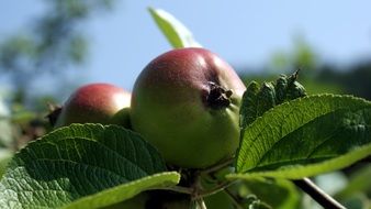 apples on a branch close-up on a blurred background