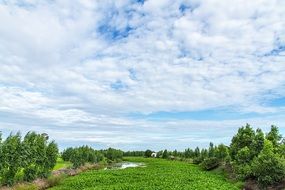 river covered by plants
