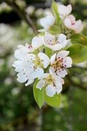 white flowering of the fruit tree