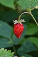 Wood Strawberry, ripe Berry close up
