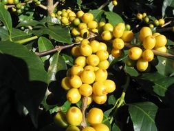 Yellow coffee beans on a branch