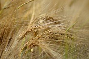 ears of barley in summertime