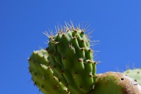 thorny plant against the bright sky