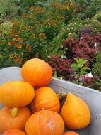 juicy orange pumpkins