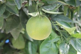 Macro photo of the green Orange in Garden