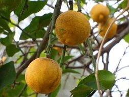 Organic Citrus Tree