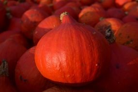lot of orange pumpkins in autumn