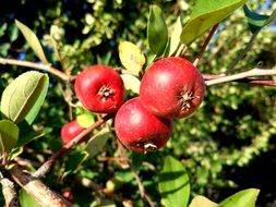 red berries of hawthorn on a bush on a sunny day