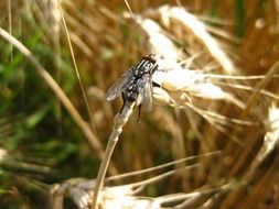 black fly on wheat