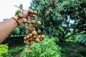 Longan Fruit in Hands closeup