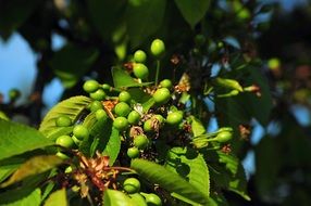 Unripe Cherries on a tree