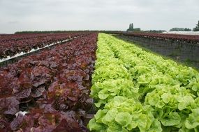 Lettuce Red and freen