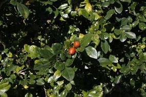 small fruits on a green tree
