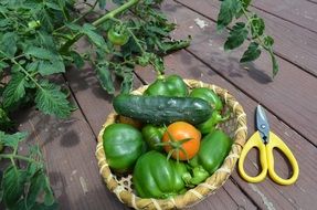 Organic Gardening Harvest