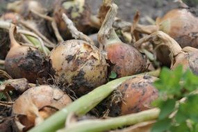 Onions Harvest