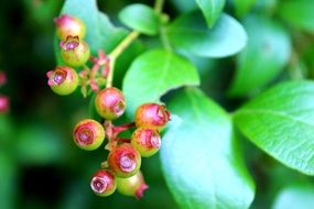 unripe Blueberries on plant with the leaves