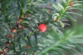 red poisonous berries on the bush