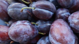 healthy violet plums