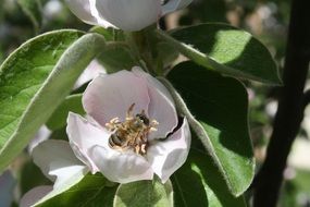 Bee Quince