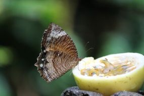 beautiful butterfly on a yellow fruit