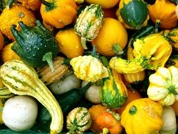 colorful ornamental Pumpkins, background