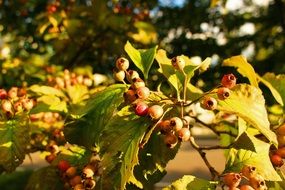 wood Fruit