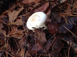 Mushroom White and Leaves